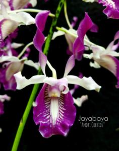 Dendrobium Jayabaya