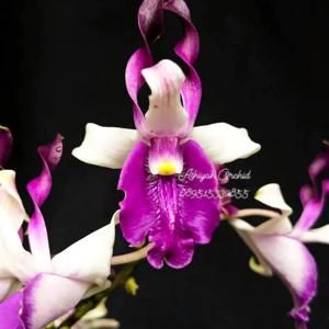 Dendrobium Jayabaya