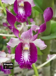 Dendrobium Jayabaya