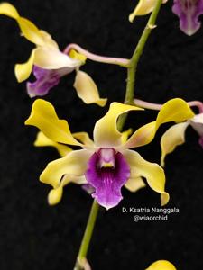 Dendrobium Kesatria Nanggala