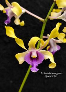 Dendrobium Kesatria Nanggala