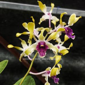 Dendrobium Kesatria Nanggala