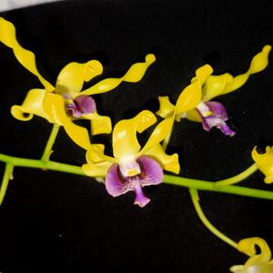 Dendrobium Kesatria Nanggala