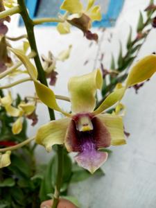 Dendrobium Kesatria Nanggala