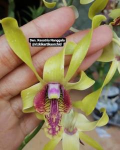 Dendrobium Kesatria Nanggala