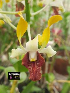 Dendrobium Kesatria Nanggala