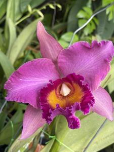 Rhyncholaeliocattleya Batu Beauty