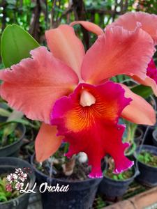 Rhyncholaeliocattleya Batu Beauty