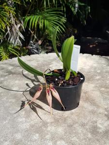 Bulbophyllum Krampus