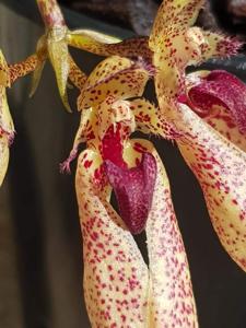 Bulbophyllum Krampus