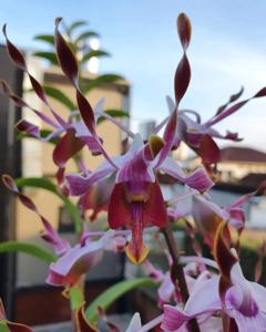 Dendrobium Borobudur