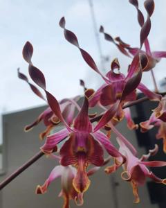 Dendrobium Borobudur