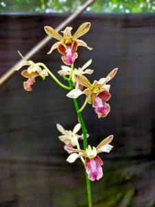 Dendrobium Nagapuspa