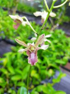 Dendrobium Nagapuspa