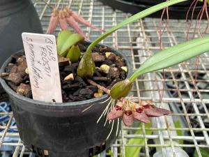 Bulbophyllum Rusty Spatula