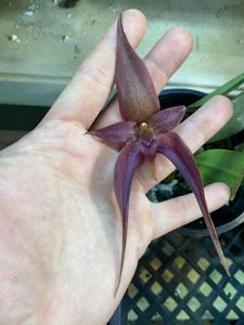 Bulbophyllum Zachary Mistry