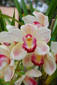 Cymbidium Phil's Valley