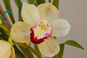 Cymbidium Phil's Valley