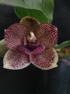 Promenaea WOC Angels Fire