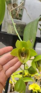 Clowesetum Steven R. Polmanter