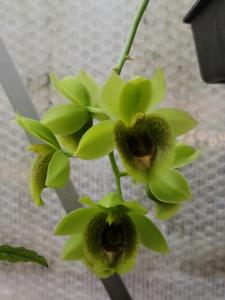 Clowesetum Steven R. Polmanter