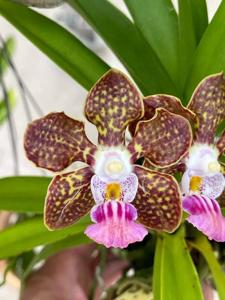 Papilionanda SunCoast Freckles