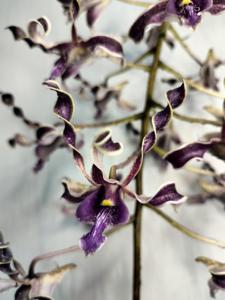 Dendrobium Dark Poison