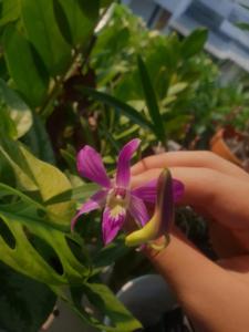 Dendrobium Candra Kirana