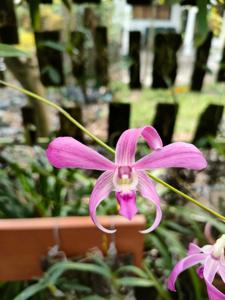 Dendrobium Candra Kirana