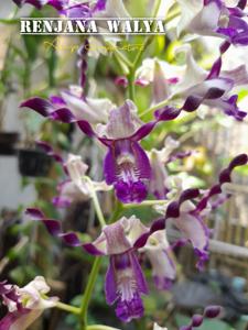 Dendrobium Laguna