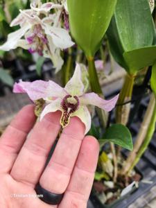 Dendrobium QF akala