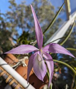 Brassocattleya Bailey-Genovese