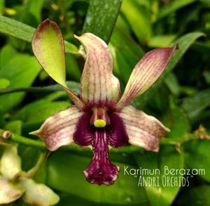 Dendrobium Karimun Berazam