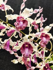 Dendrobium Arif