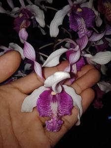 Dendrobium Arif