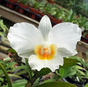 Dendrobium Soedjono Hoemardani