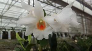 Dendrobium Soedjono Hoemardani