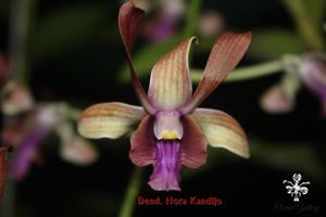 Dendrobium Nora Kandijo