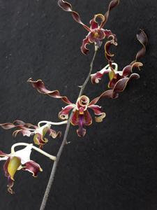 Dendrobium Nora Kandijo