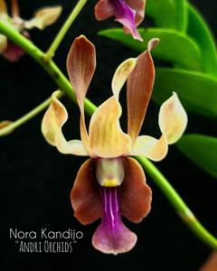 Dendrobium Nora Kandijo