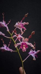 Dendrobium Nora Kandijo