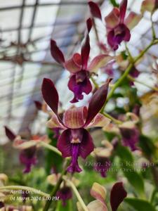 Dendrobium Nora Kandijo