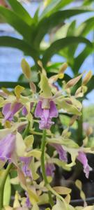 Dendrobium Amadea Geraldine