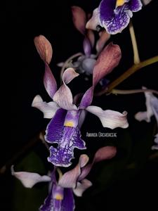 Dendrobium Amadea Geraldine