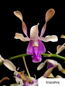 Dendrobium Amadea Geraldine