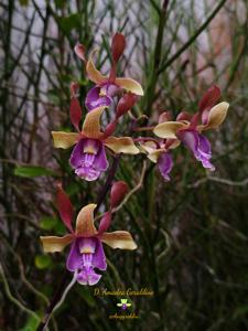 Dendrobium Amadea Geraldine