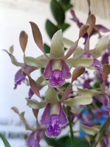 Dendrobium Amadea Geraldine