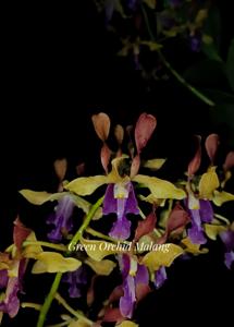 Dendrobium Amadea Geraldine