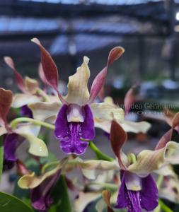 Dendrobium Amadea Geraldine