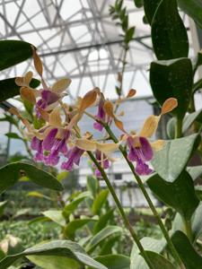 Dendrobium Amadea Geraldine